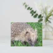 ベビーヘッジホッグ葉書 ポストカード (スタンド正面)