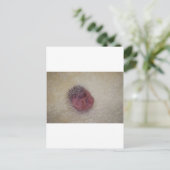 ベビーヘッジホッグ ポストカード (スタンド正面)