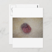 ベビーヘッジホッグ ポストカード (正面/裏面)