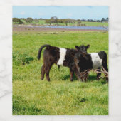 ベビーベルテッドガロウェイカーブ、ワインラベル ワインラベル (シングルラベル)