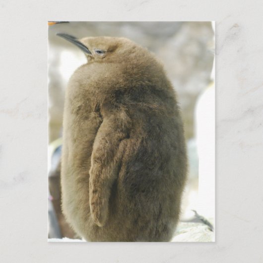 ベビーペンギン葉書 ポストカード (正面)