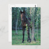 ベビーホタルとポプラの苗木 ポストカード (正面/裏面)