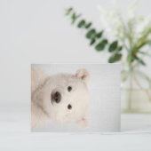 ベビーホッキョクグマカラフル シーズンポストカード (スタンド正面)