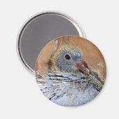 ベビーホーミングピジョンマグネット マグネット (正面/裏面)