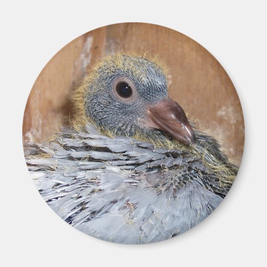 ベビーホーミングピジョンマグネット マグネット (正面)