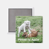 ベビーボクサーパピーズ マグネット (正面/裏面)