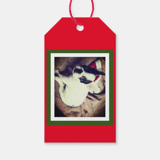 ベビーボストンブルクリスマス ギフトタグ (正面)