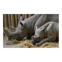 ベビーポスター