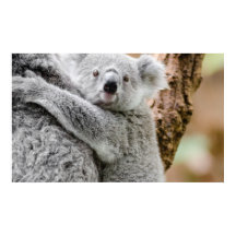 ベビーポスター