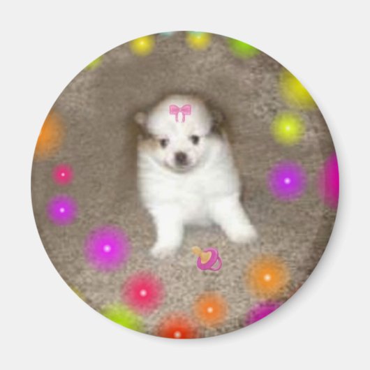 ベビーポメラニア犬磁石 マグネット (正面)