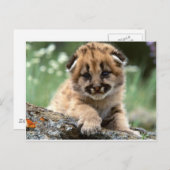 ベビーマウンテンライオンクブ ポストカード (正面/裏面)