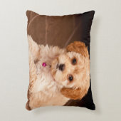ベビーマルチーズのプードルミックスまたはモルチポの子犬 アクセントクッション (正面(垂直))
