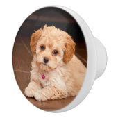 ベビーマルチーズのプードルミックスまたはモルチポの子犬 セラミックノブ (右)