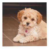 ベビーマルチーズのプードルミックスまたはモルチポの子犬 フォトキューブ (右)