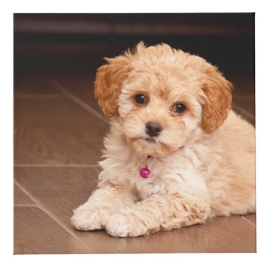 ベビーマルチーズのプードルミックスまたはモルチポの子犬 フォトキューブ (右)