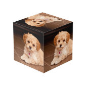 ベビーマルチーズのプードルミックスまたはモルチポの子犬 フォトキューブ (裏面アングル)