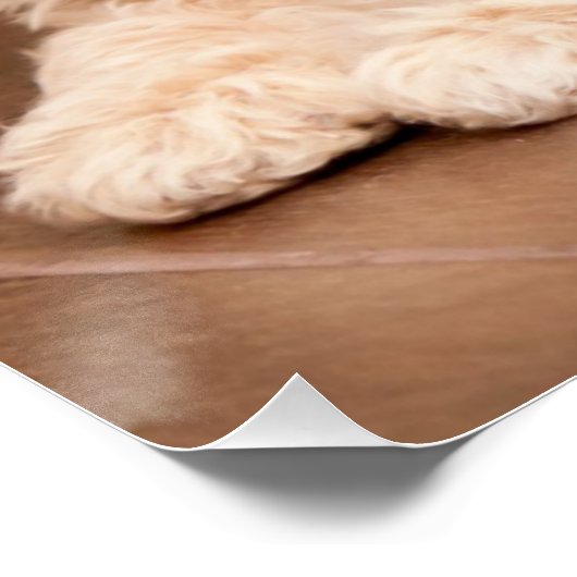 ベビーマルチーズのプードルミックスまたはモルチポの子犬 ポスター (コーナー)