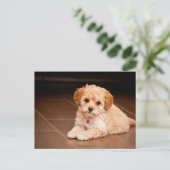 ベビーマルチーズのプードルミックスまたはモルチポの子犬 ポストカード (スタンド正面)