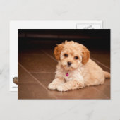 ベビーマルチーズのプードルミックスまたはモルチポの子犬 ポストカード (正面/裏面)