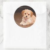 ベビーマルチーズのプードルミックスまたはモルチポの子犬 ラウンドシール (バッグ)