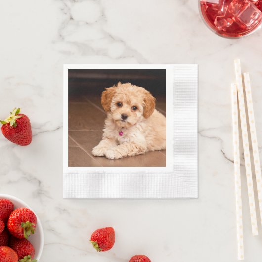 ベビーマルチーズのプードルミックスまたはモルチポの子犬 縁ありカクテルナプキン (インサイチュ)