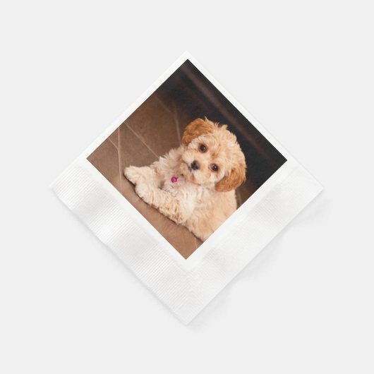 ベビーマルチーズのプードルミックスまたはモルチポの子犬 縁ありカクテルナプキン (角)