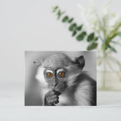 ベビーマンガビーモンキー ポストカード (スタンド正面)