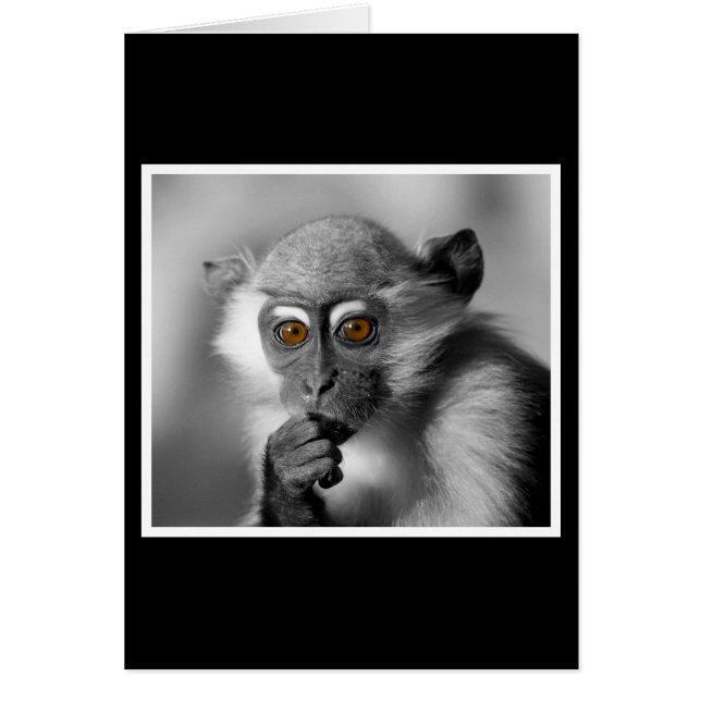 ベビーマンガベイモンキー (正面)