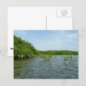 ベビーマングローブの木カリブの々 ポストカード (正面/裏面)