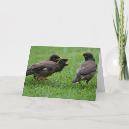 ベビーミナバードズが食べ物を乞う カード