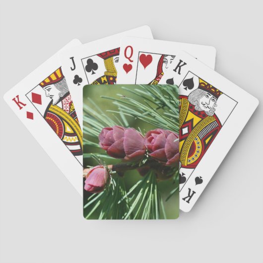 ベビーミニチュアパインコーン自然 トランプ (裏面)