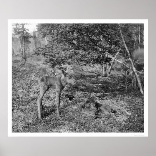 ベビームースinアラスカ1915 ポスター (正面)