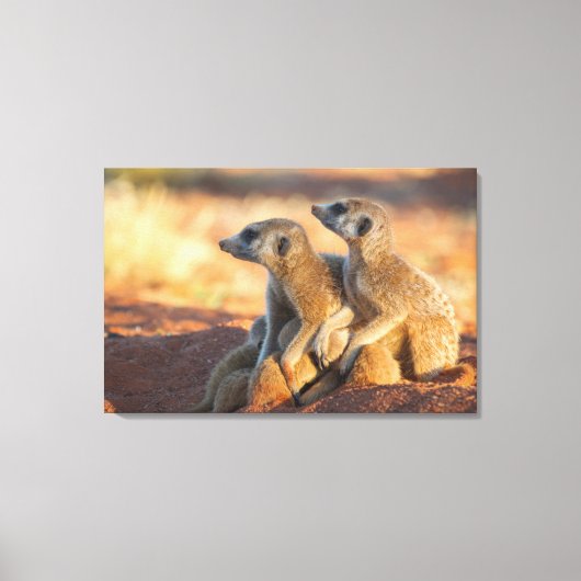 ベビーメルカットが両親の下に隠れる キャンバスプリント (正面)
