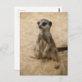 ベビーメルカト砂の中に座って ポストカード (正面/裏面)