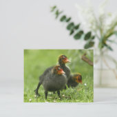 ベビーモアヘン，イギリス。 ポストカード (スタンド正面)