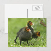 ベビーモアヘン，イギリス。 ポストカード (正面/裏面)