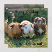 ベビーモルモットが3頭、 (正面/裏面)