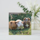 ベビーモルモットが3頭、 (スタンド正面)