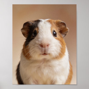 ベビーモルモットの肖像画 - かわいい子供部屋の動物の壁紙 ポスター