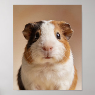 ベビーモルモットの肖像画 - かわいい子供部屋の動物の壁紙 ポスター