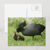 ベビーモーレンス ポストカード (正面/裏面)