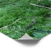 ベビーヤギポスター ポスター (角)