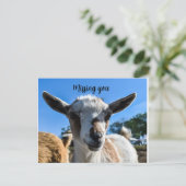 ベビーヤギ挨拶 ポストカード (スタンド正面)