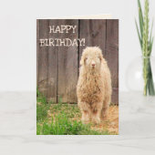 ベビーヤギ誕生日 カード (正面)