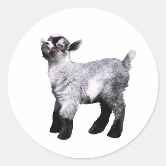 ベビーヤギ離れ側 ラウンドシール (正面)