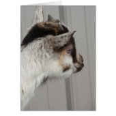 ベビーヤギ (正面)