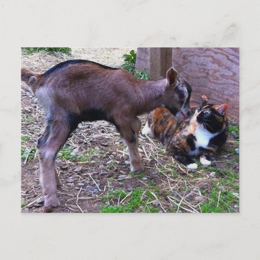 ベビーヤギ&キャットポストカード ポストカード (正面)