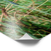 ベビーヤギ フォトプリント            (角)