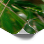 ベビーヤギ ポスター (角)