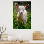 ベビーヤギ ポスター (キッチン)